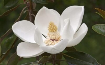 L’ELISIR DI GIOVINEZZA ESTRATTO DALLA MAGNOLIA